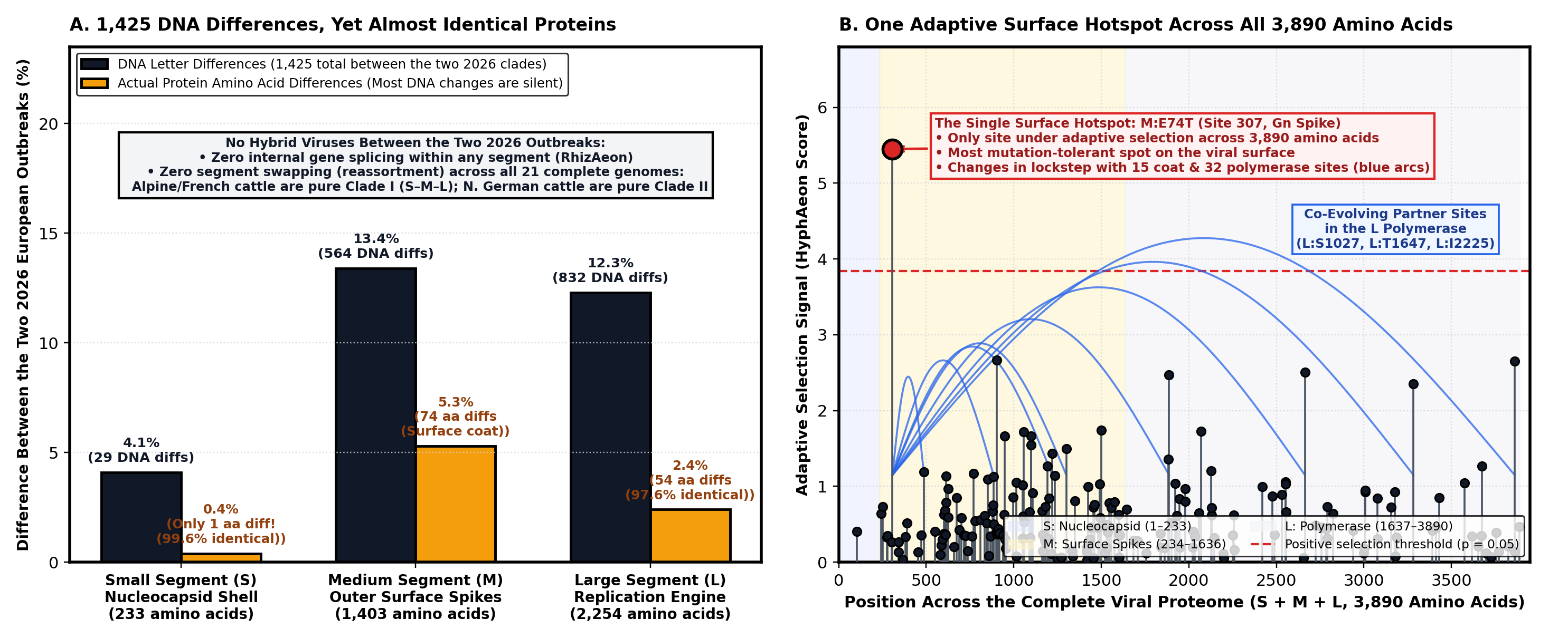 DNA vs protein conservation and single surface spike hotspot across the Shamonda virus proteome